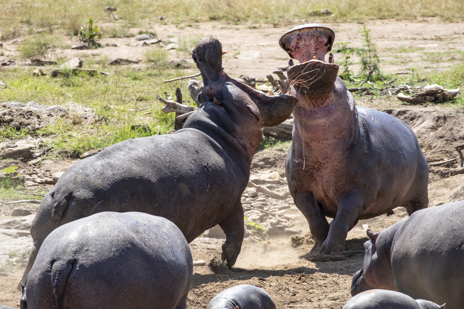 HIPPO FIGHT 01