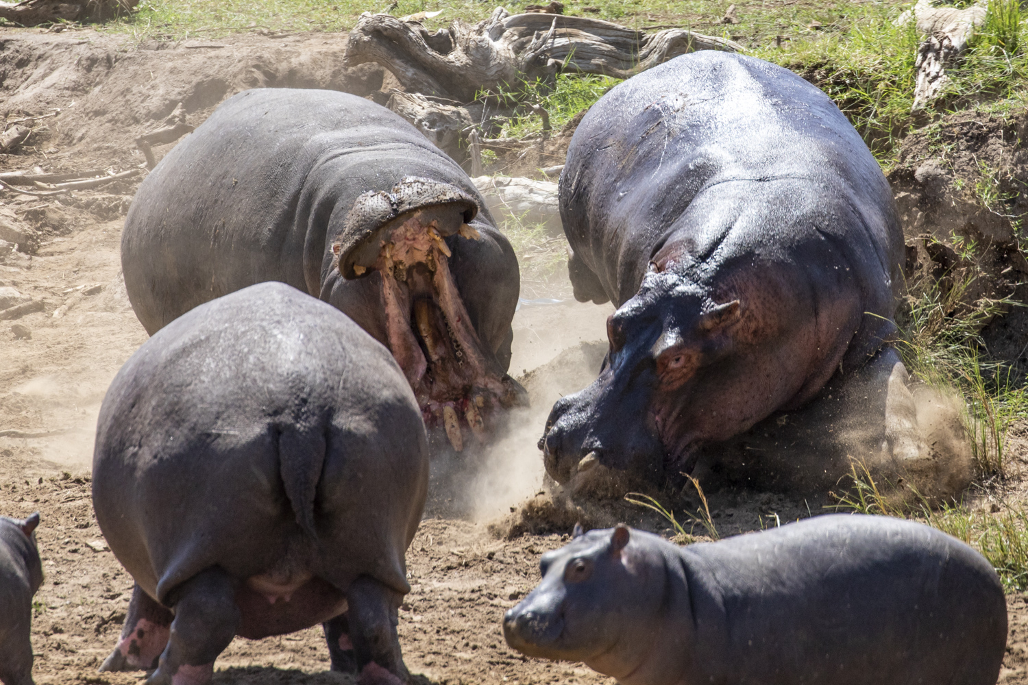 HIPPO FIGHT 02