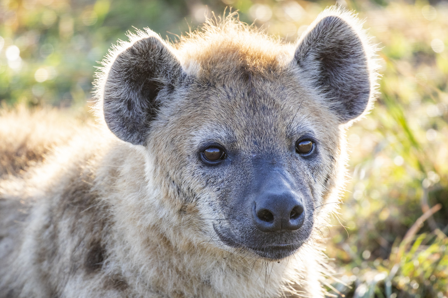 HYENA PORTRAIT