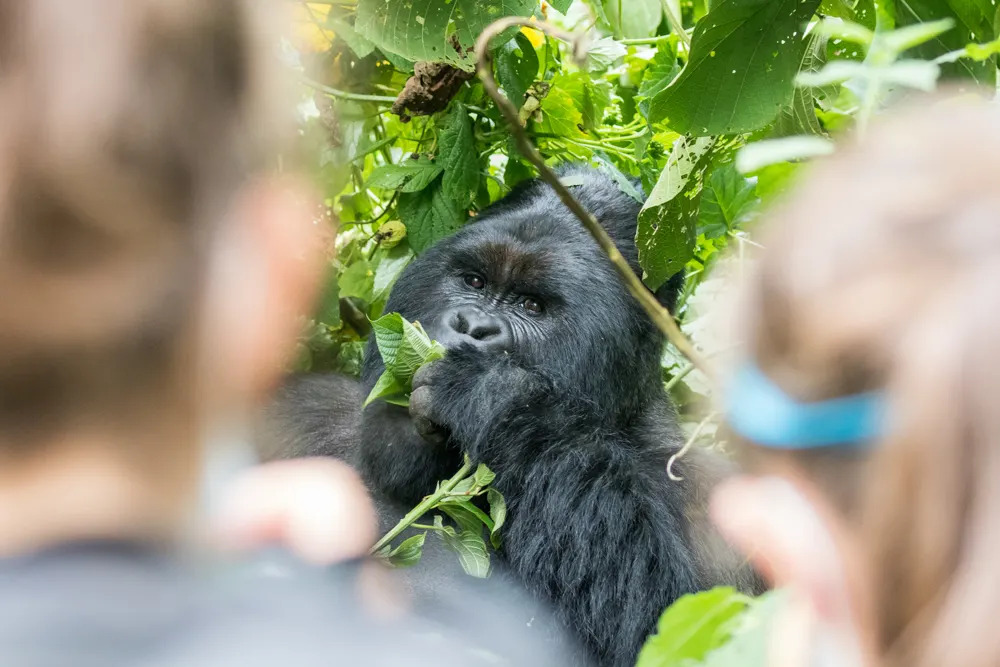 how-close-you-get-to-mountain-gorillas