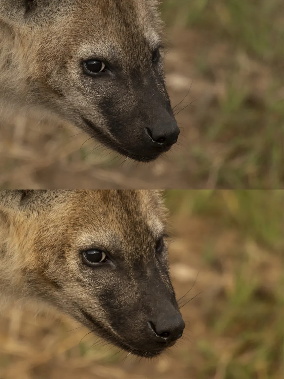 Hyena head