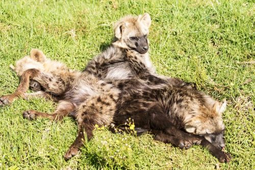 Hyena in Aberdares National Park