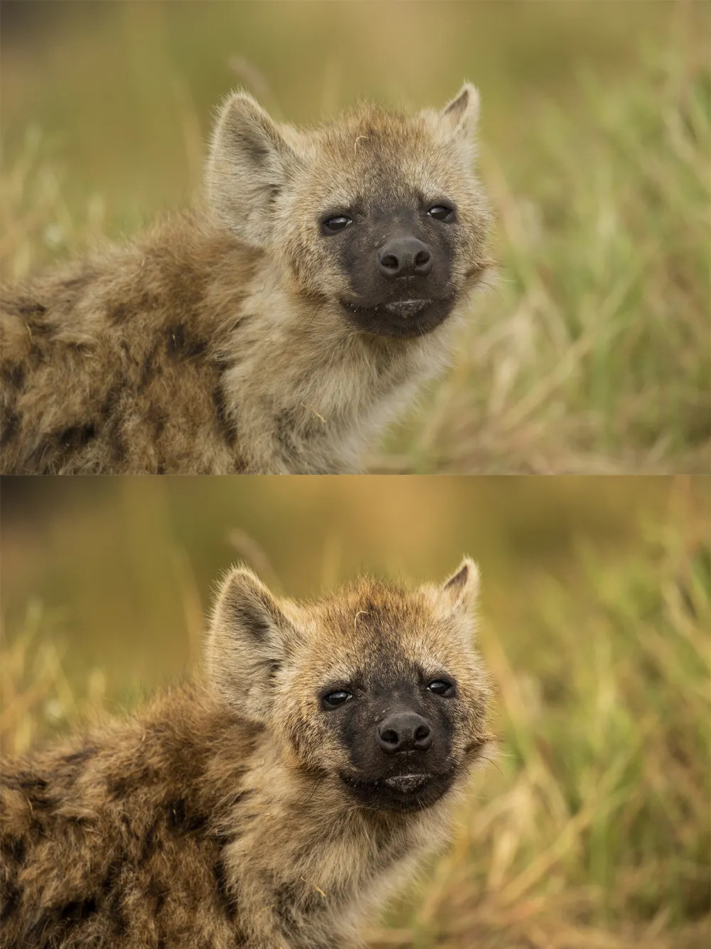 Hyena face