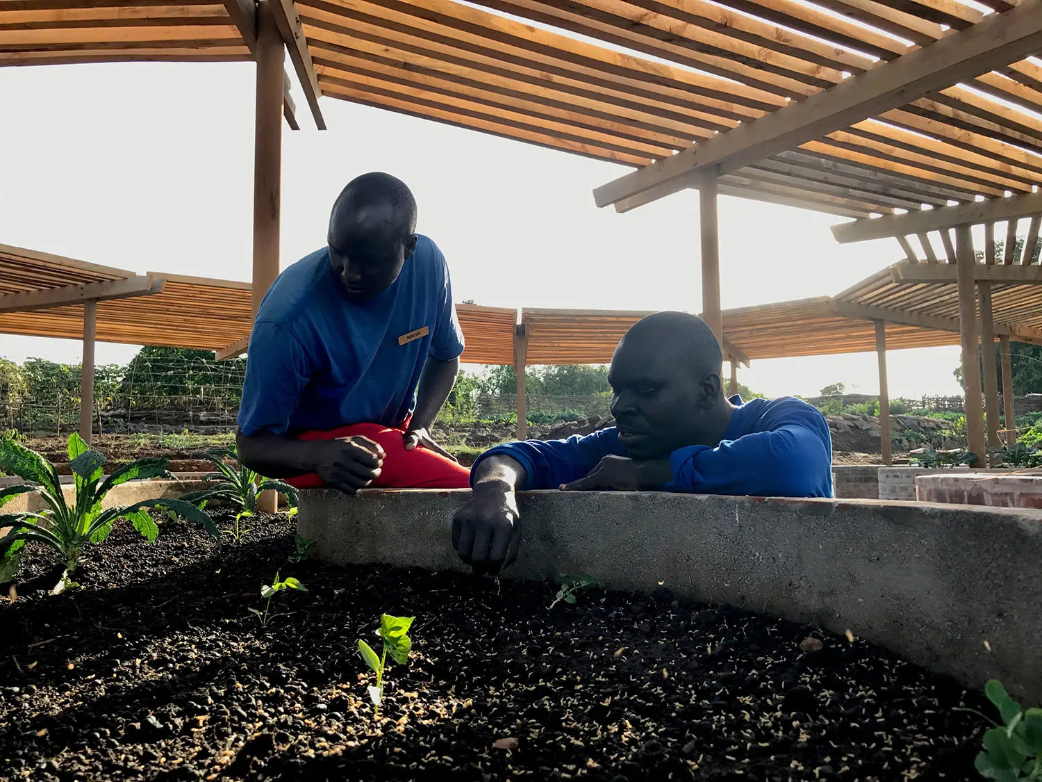 Seedlings in calabash