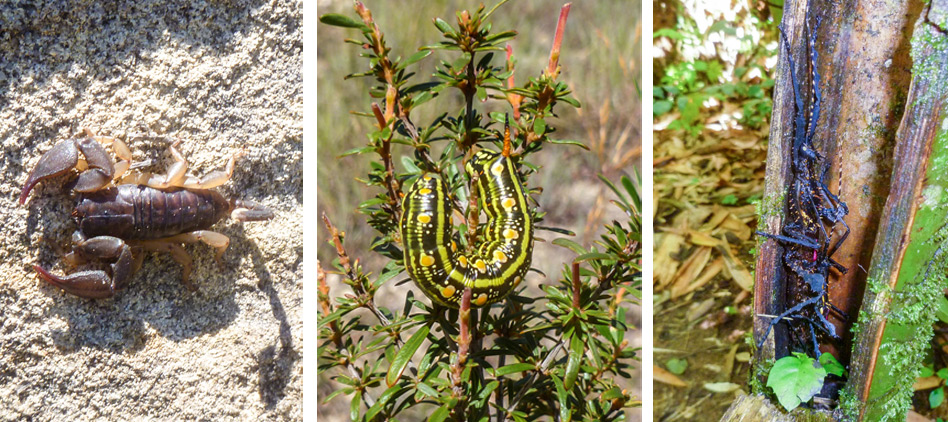 Incredible-insects-from-Madagascar