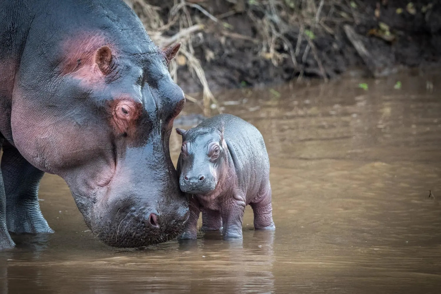 Baby hippo and mother