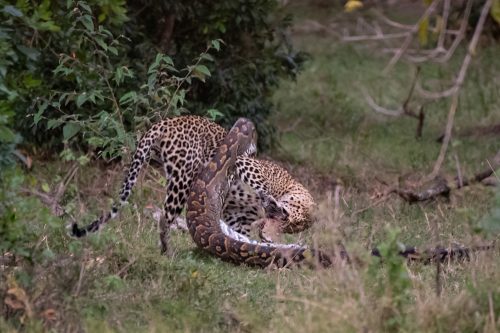 Python and leopard battle - Image courtesy of Angama guest Mike Welton