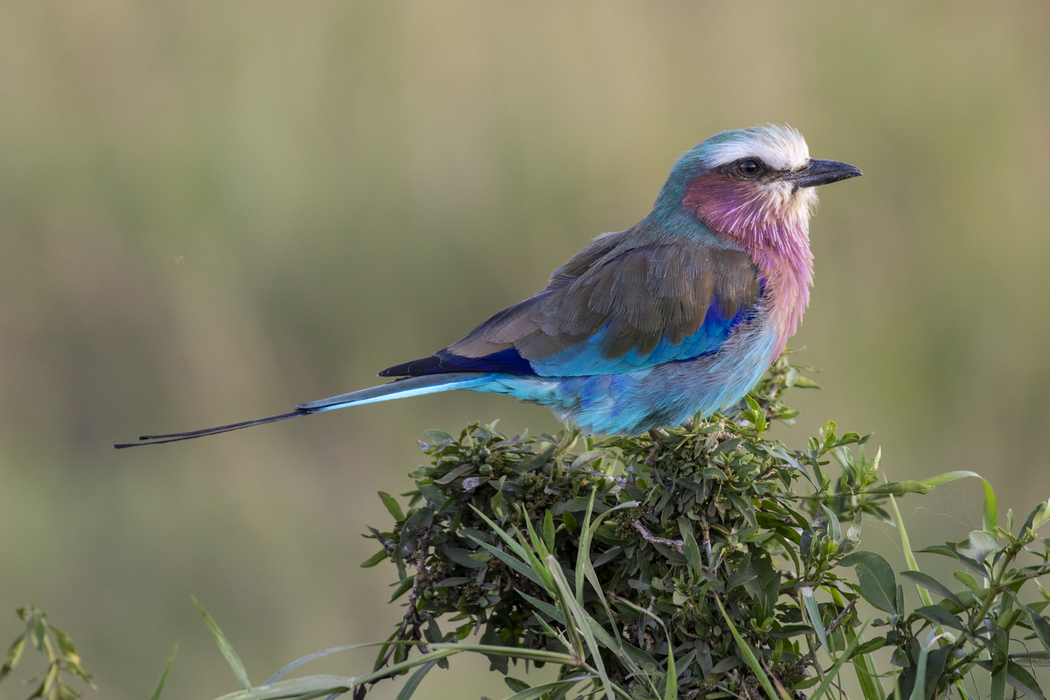 LILAC BREASTED ROLLER