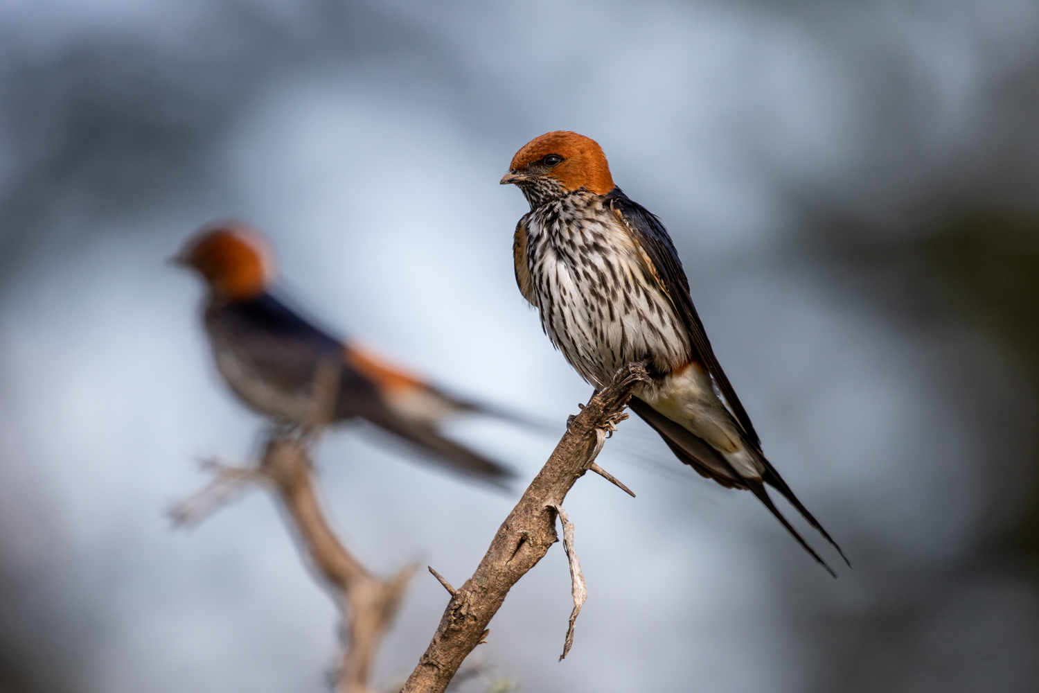 LESSER STRIPED-SWALLOW 03