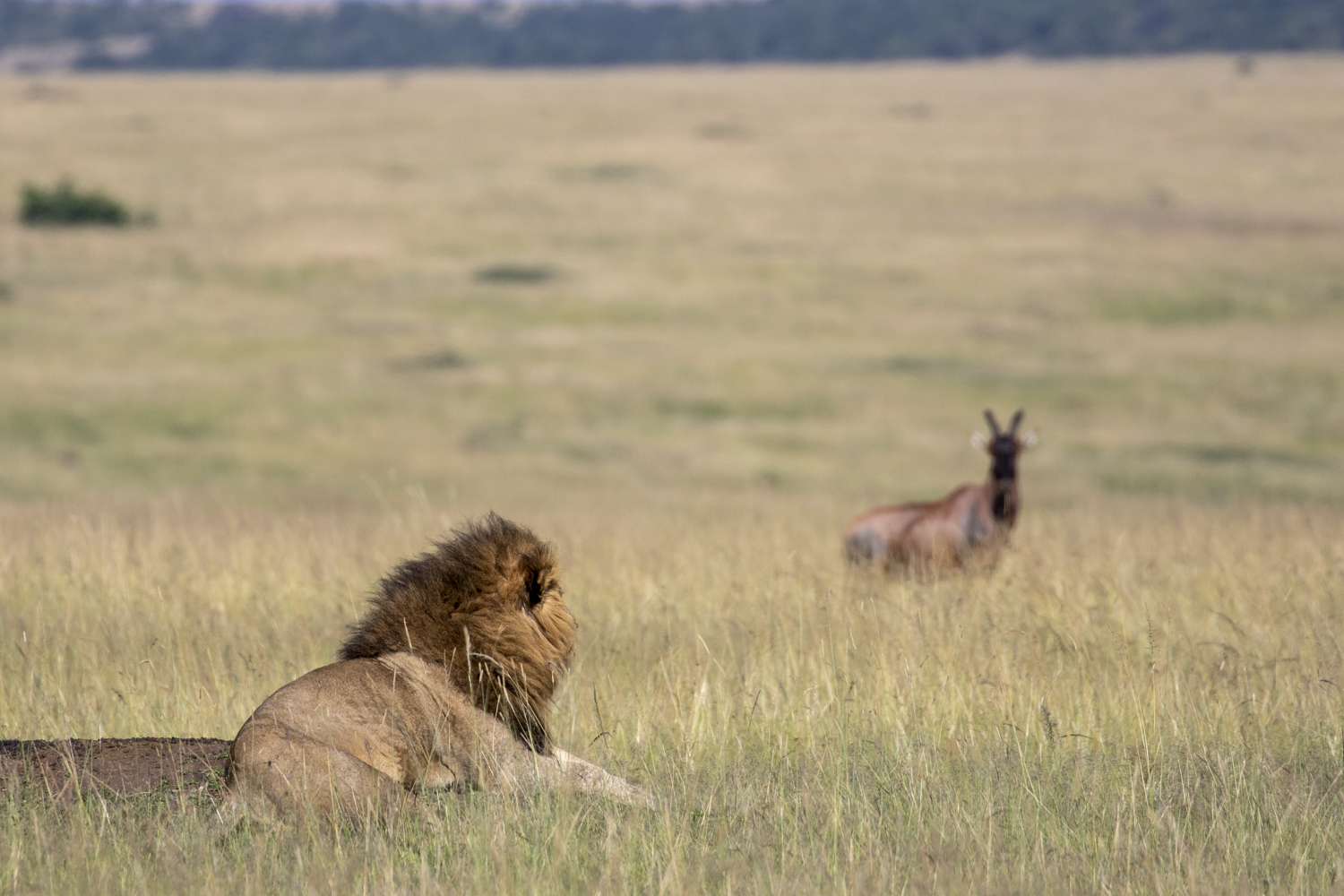 LION & TOPI