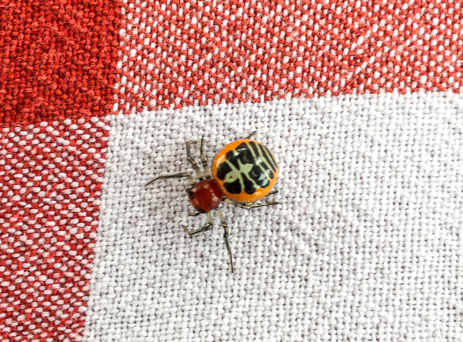 Ladybird-Crab-Spider