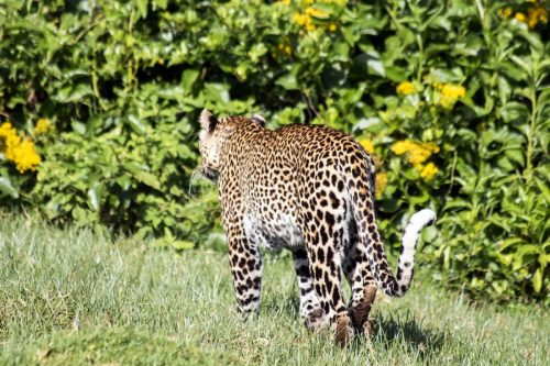 Leopard in Aberdares National Park