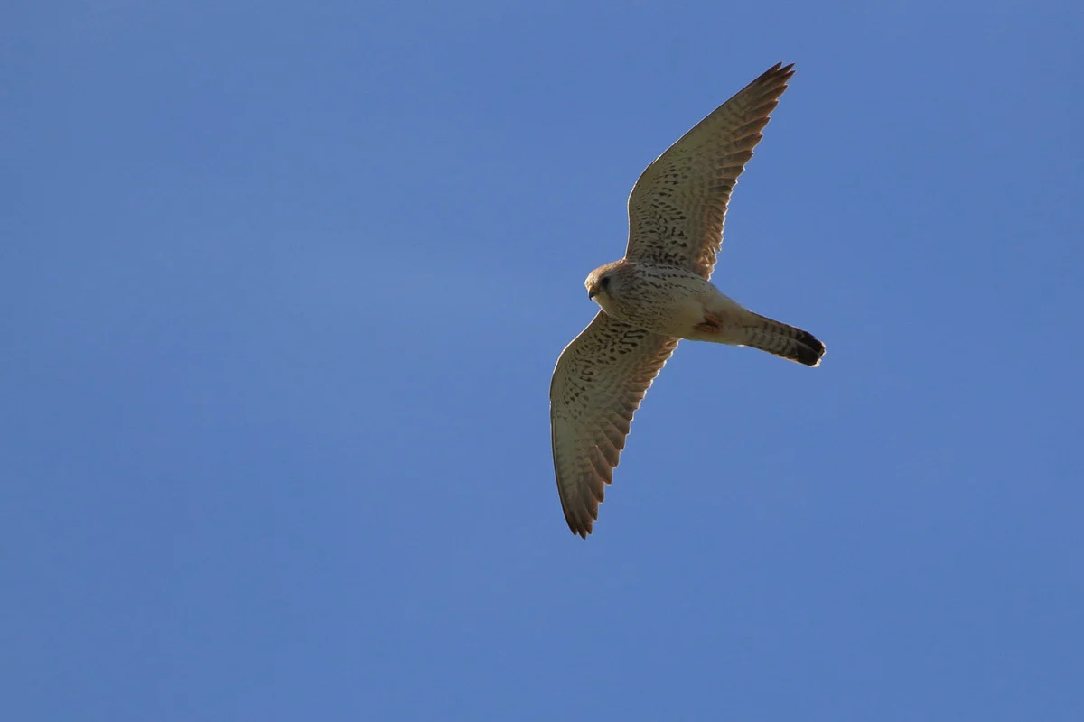 Lesser-Kestrel