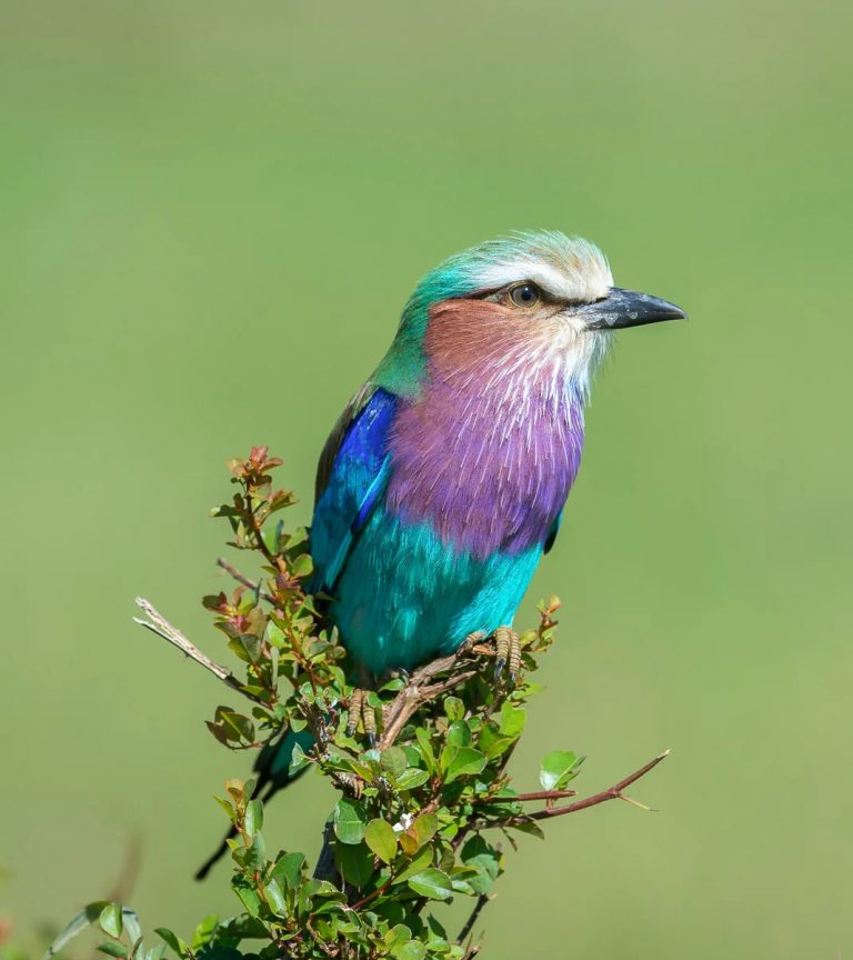 Lilac Breasted Roller