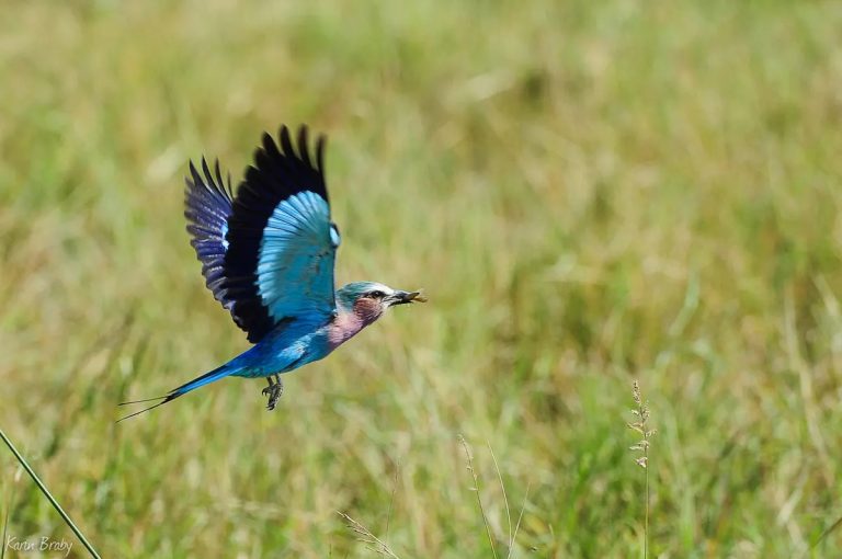 Lilac Breasted Roller in flight