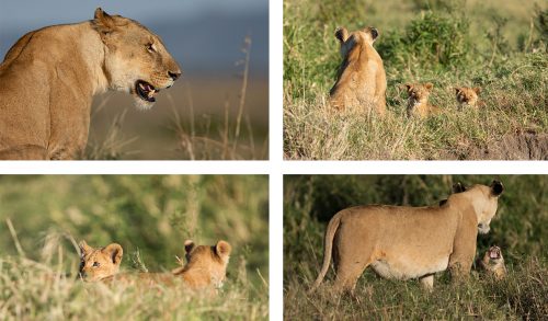 Nervous and oh so small, these cubs were the reward after waiting quietly for over an hour