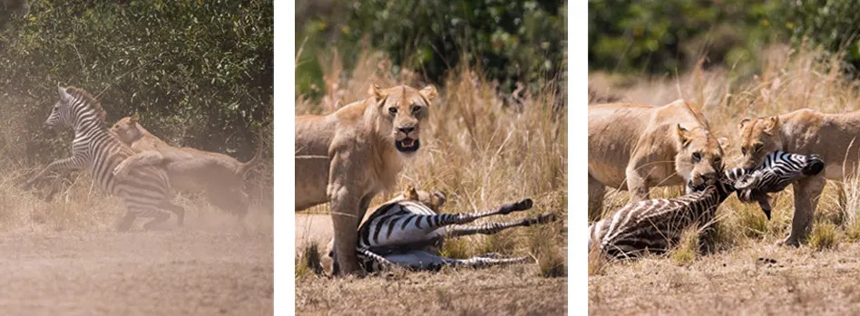 Lioness on the hunt