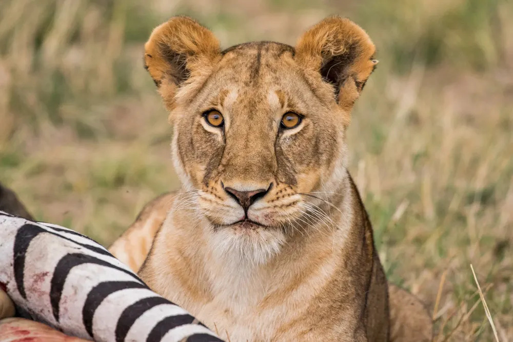 lioness with kill