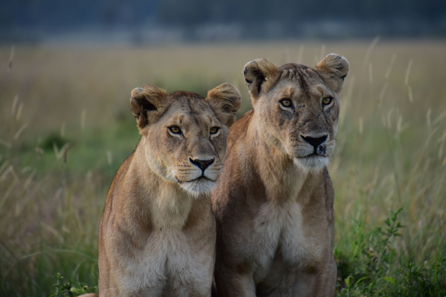 Lionesses pose