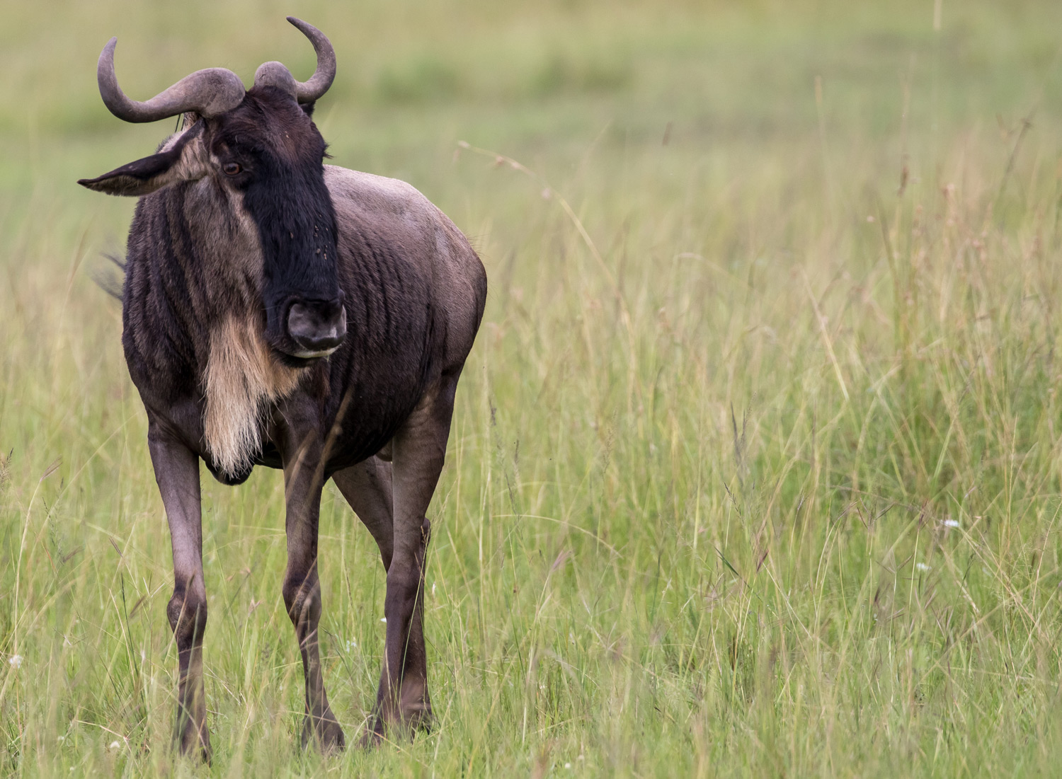 Lonely-wildebeest