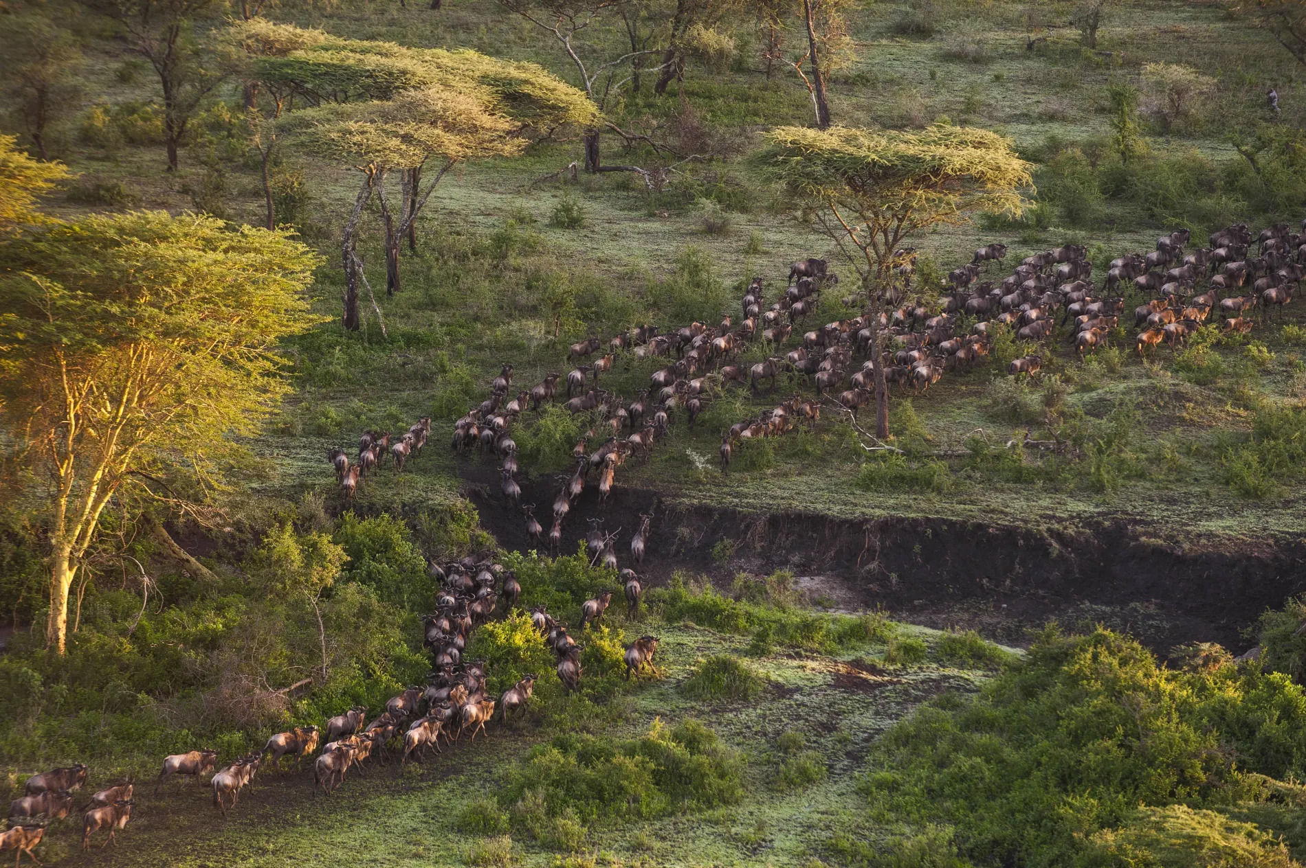 Mwiba Migration