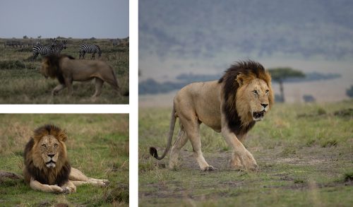 Ruka, one of the Inselberg Coalition male lions