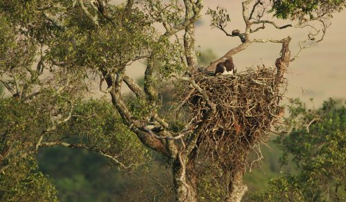 A martial eagle nest sits securely in the branches of this diospyros tree