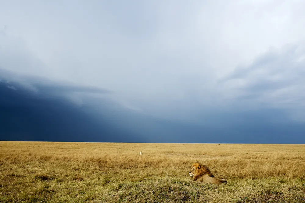 Mara Triangle Lion