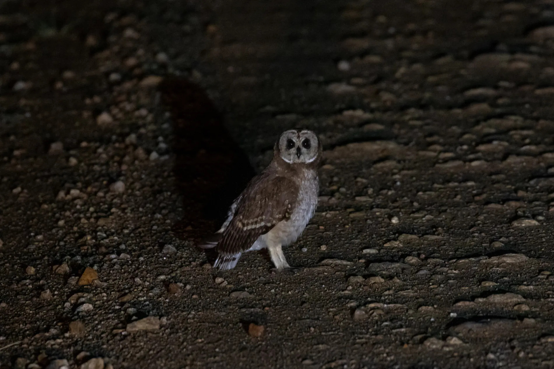 Marsh Owl