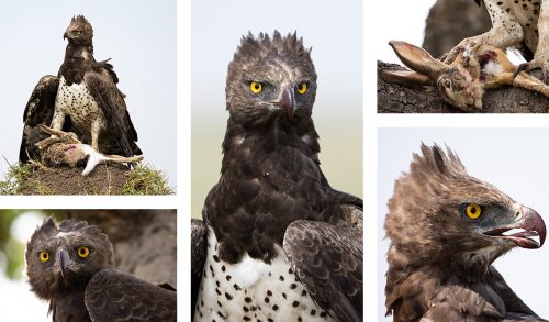 Up close and personal with a female martial eagle