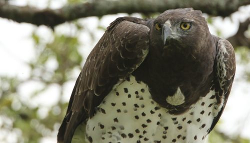 Above: A female Martial Eagle eyes out potential prey 