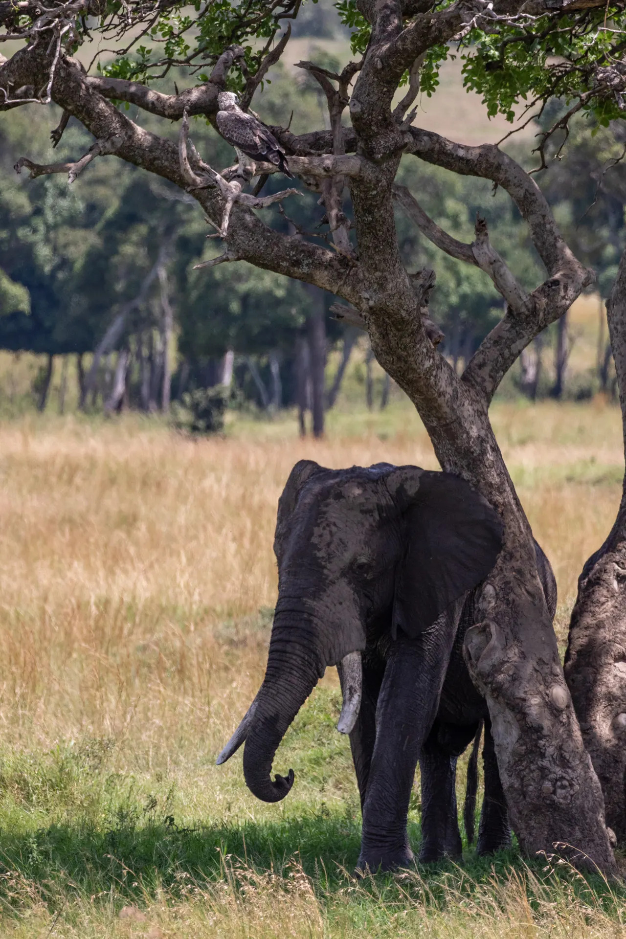 Martial Eagle and Elephant