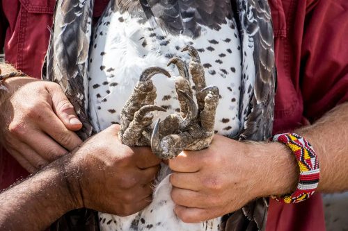 The enormous talons of the Martial eagle