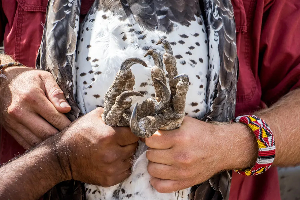 Africa S Martial Eagle Angama Mara