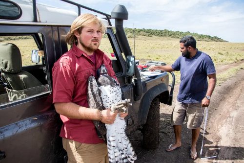 Measuring a martial Eagle