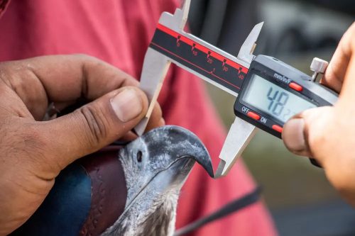 Measuring the beak of a Martial eagle