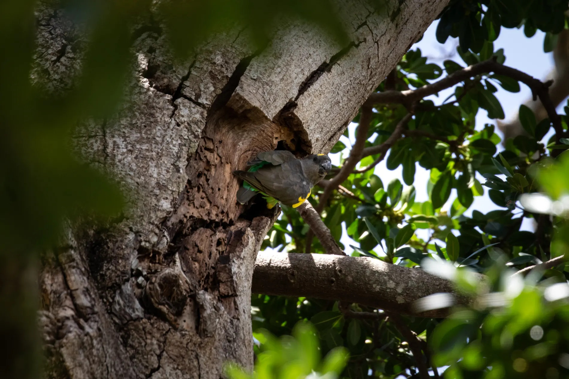 Meyer's Parrot