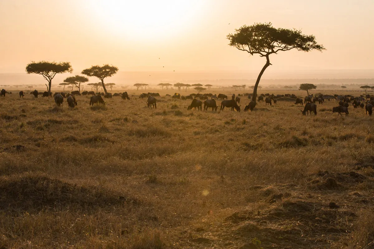 Migration at Sunset