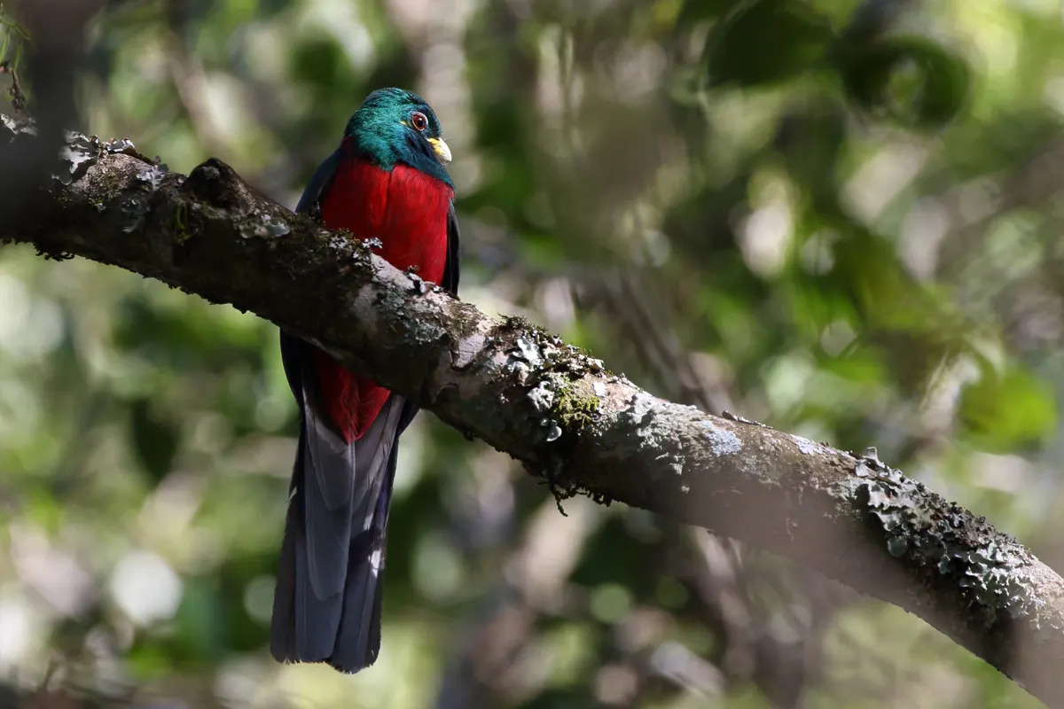 Narina-Trogon