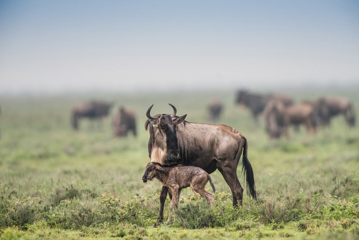 New-born-wildebeest