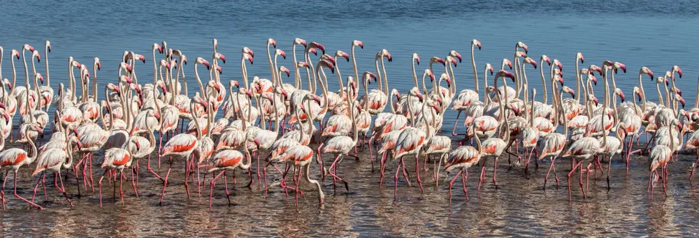 Panoramic of Famingoes at Lake Bogoria