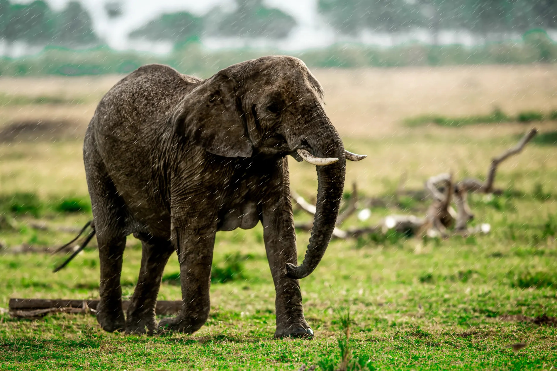 elephant in the rain 