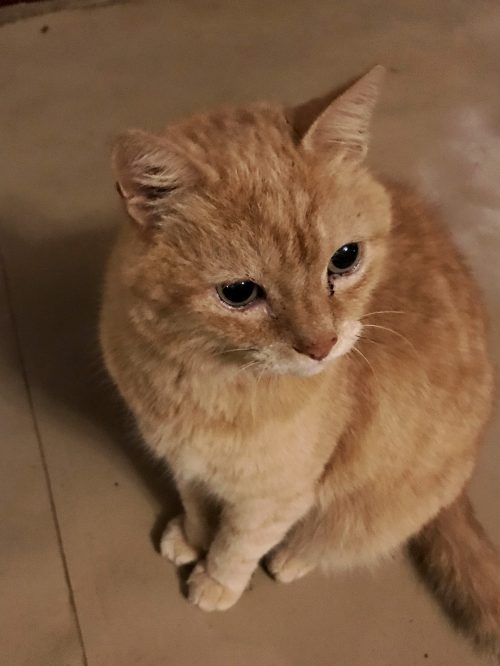 Piki Piki, the resident ginger cat at Cottar's 