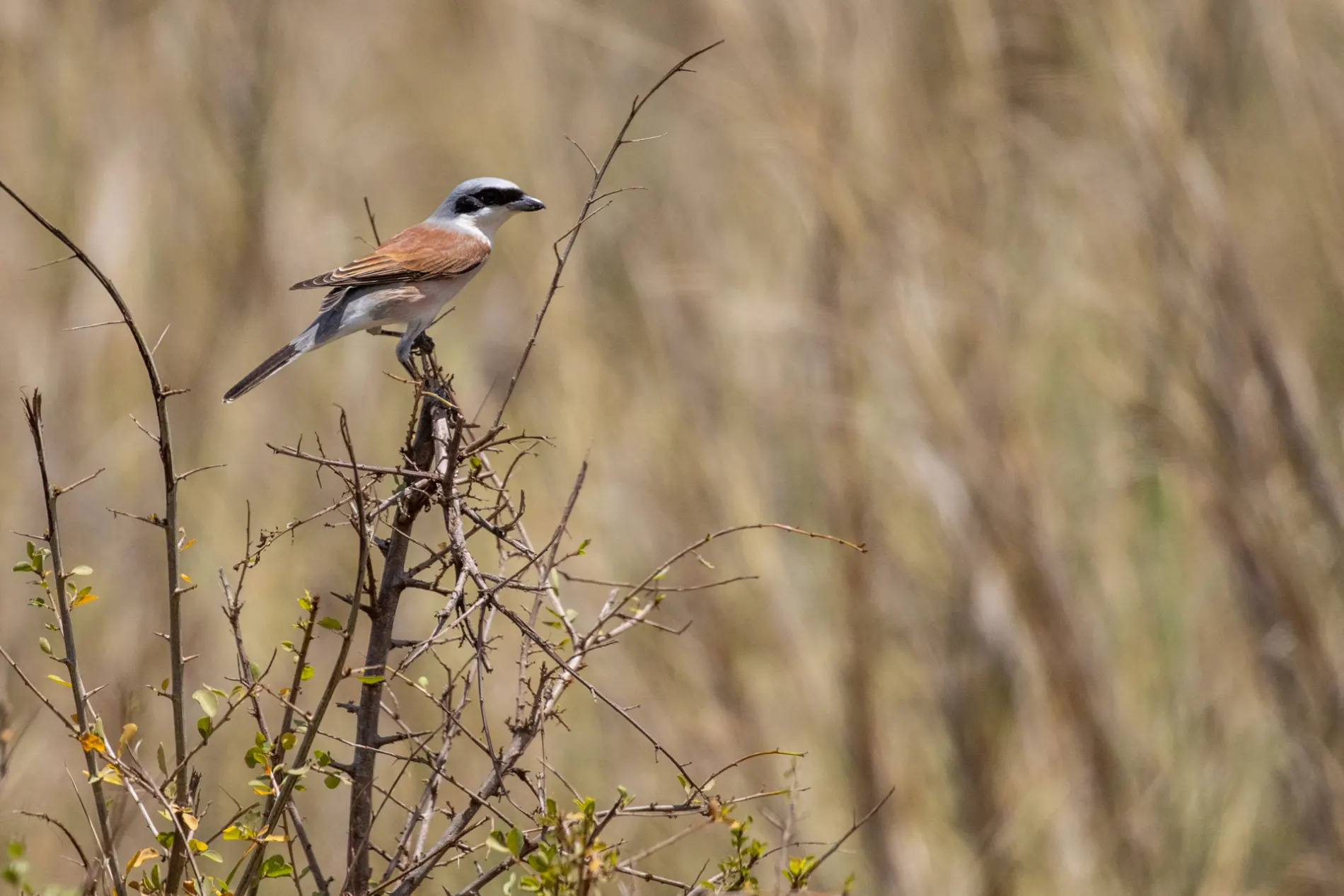 Red-backed Shrike