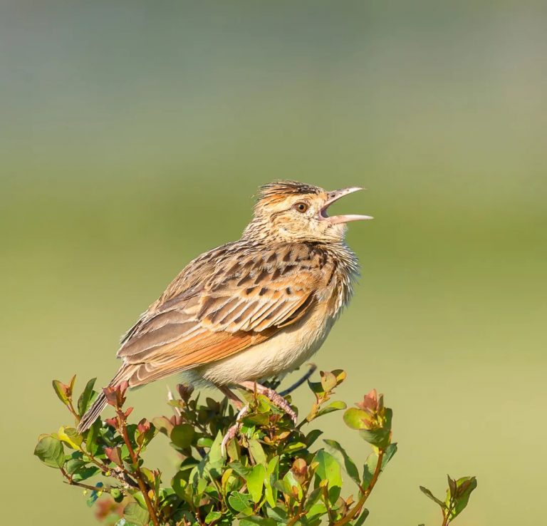 Rufous Naped Lark