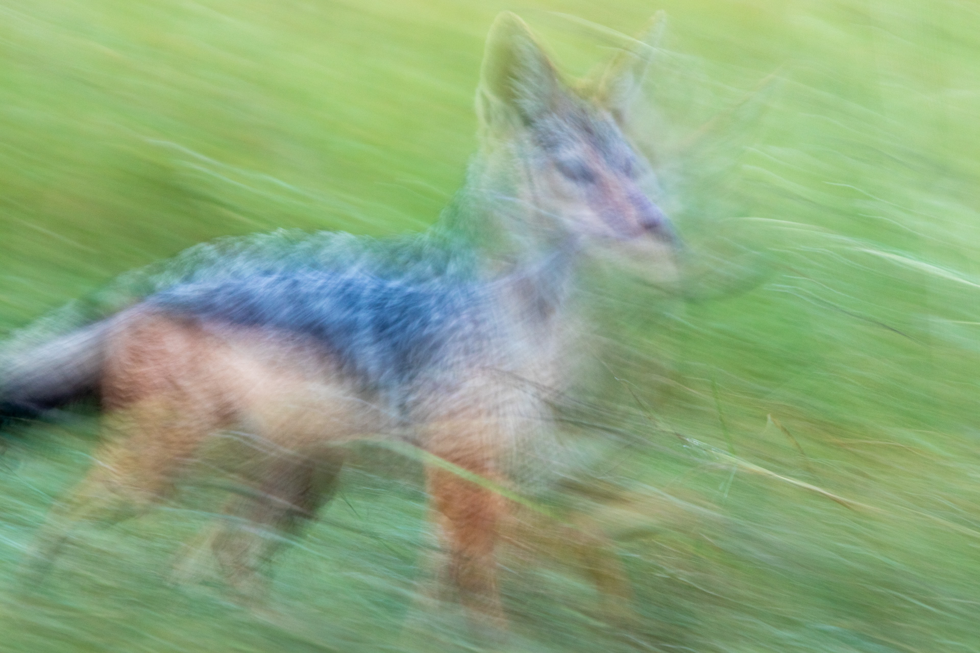 SK_JACKAL BLUR