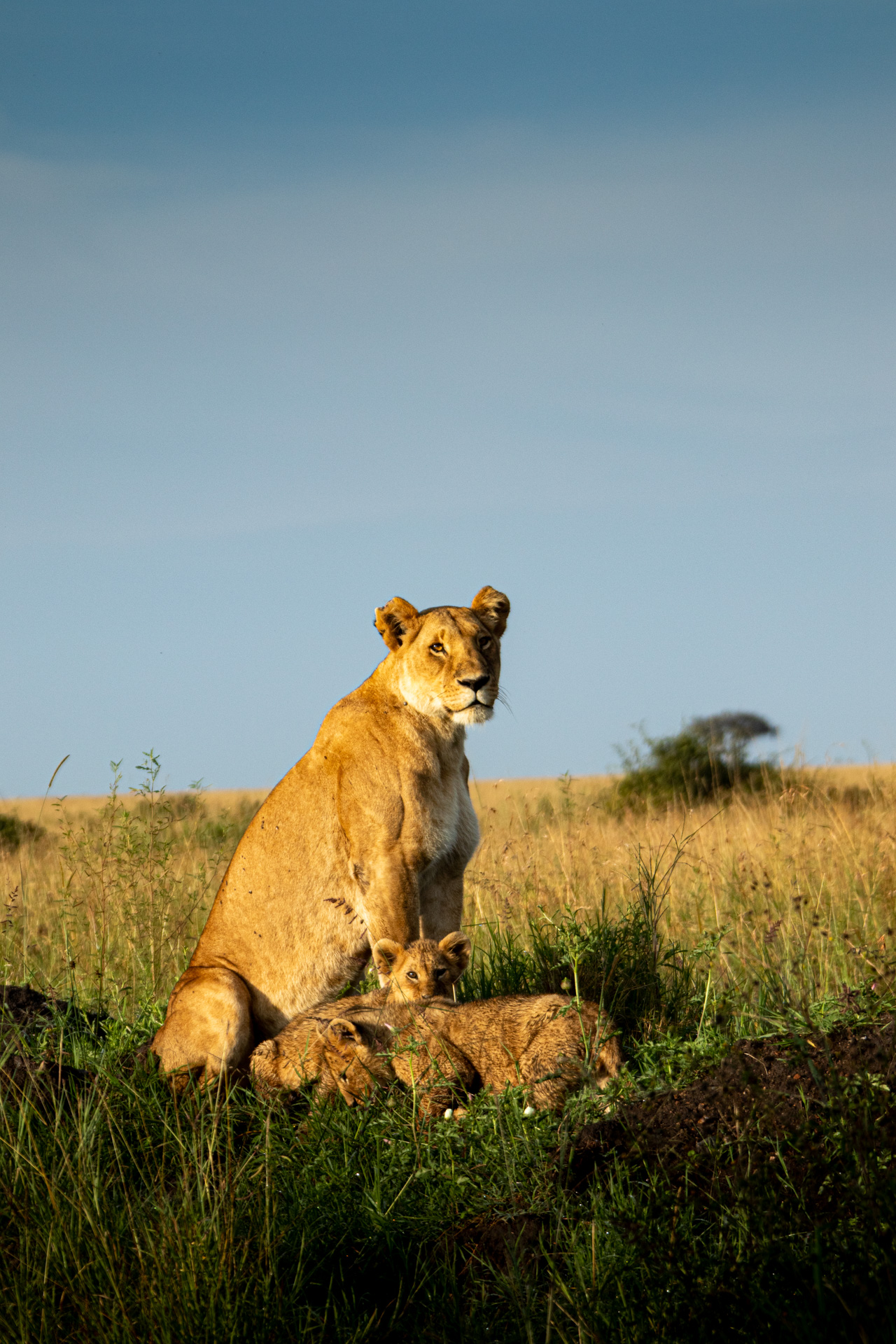 SK_LIONESS & CUBS