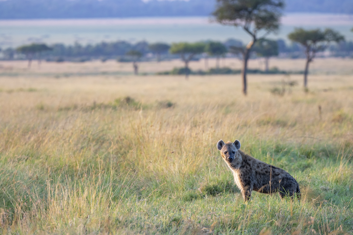 SUNRISE HYENA