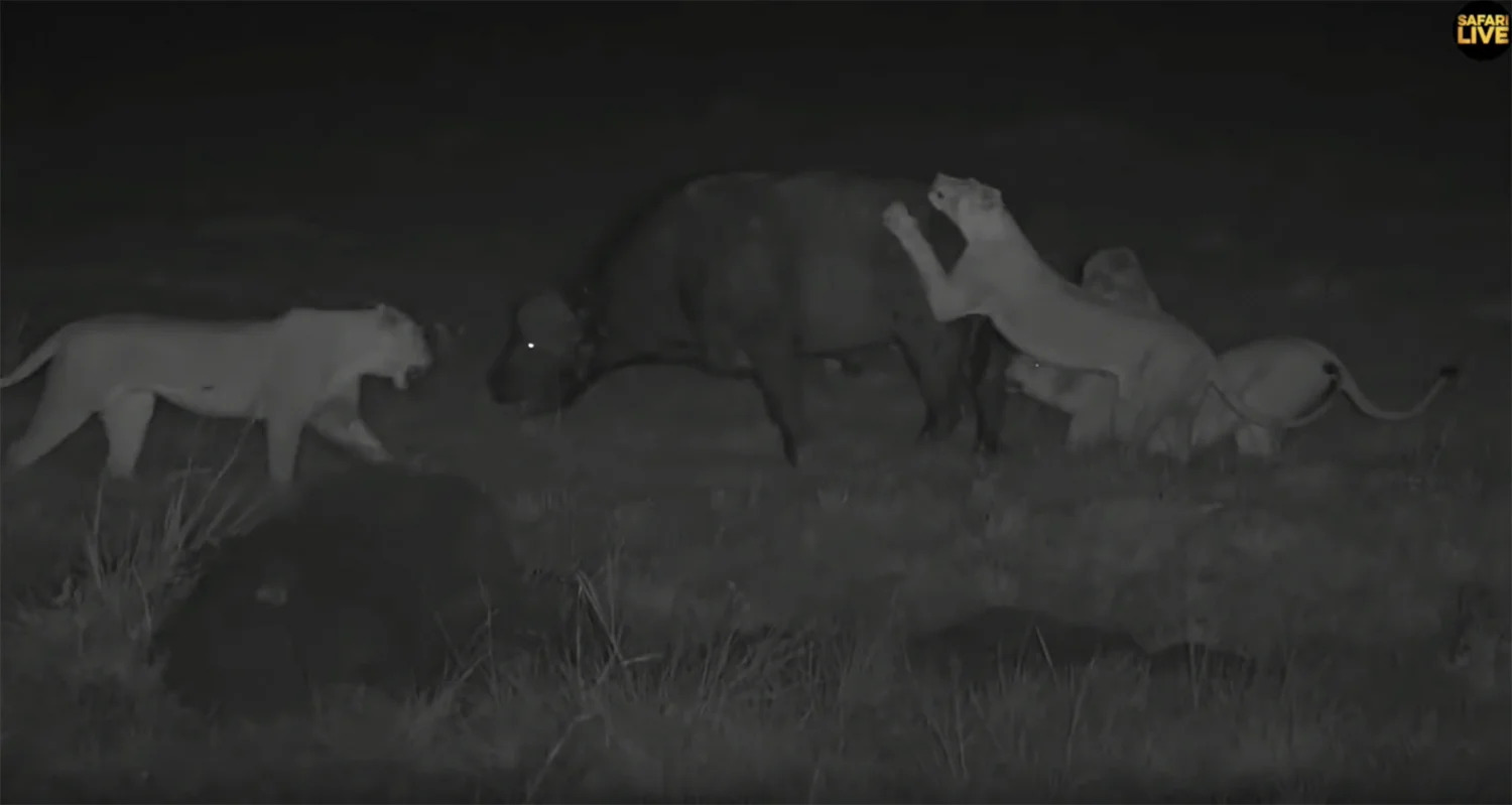 Safarilive screenshot buffalo kill
