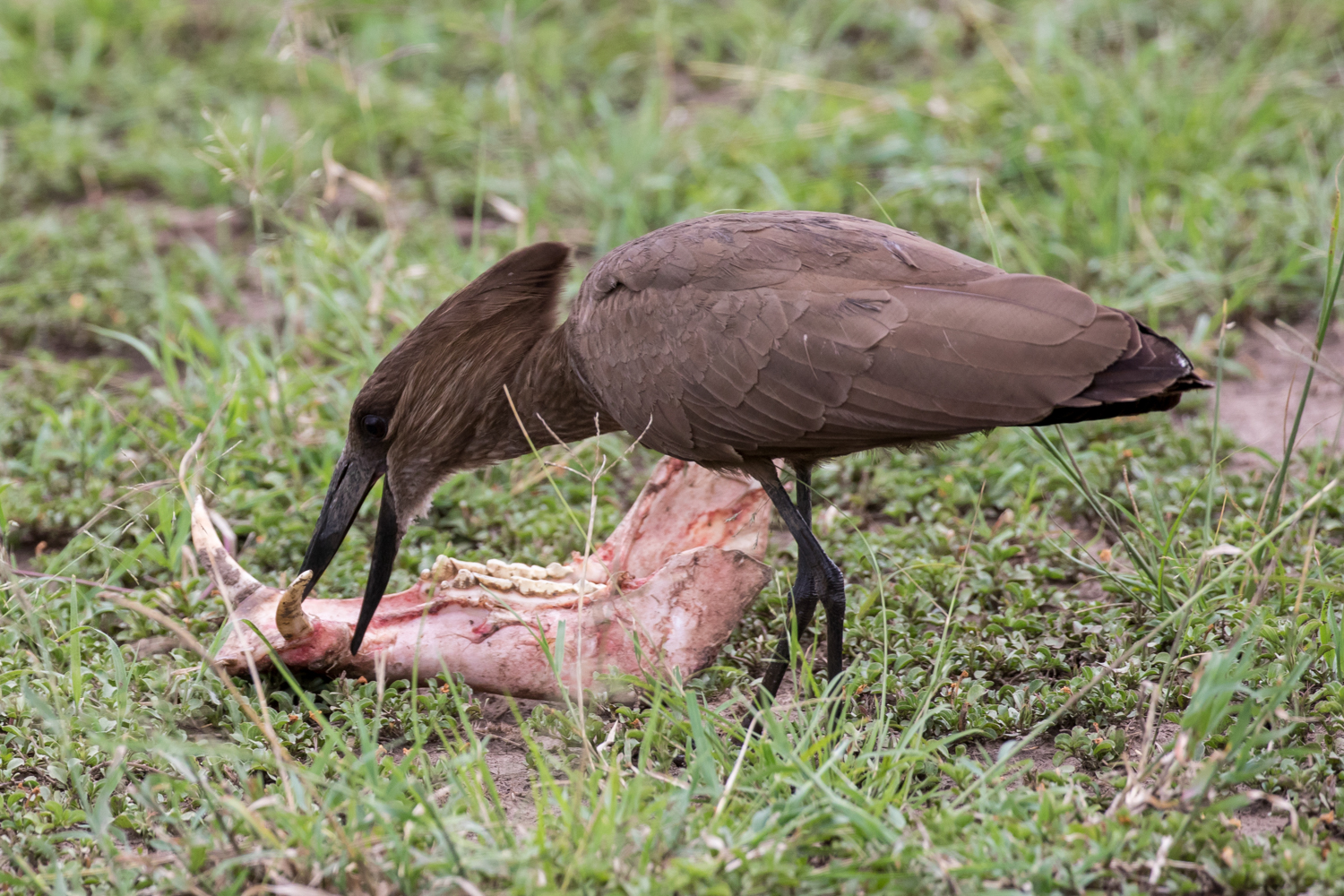 Scavenging Hamerkop